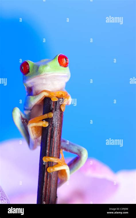 Green Frog On Plant Blue Background Stock Photo Alamy