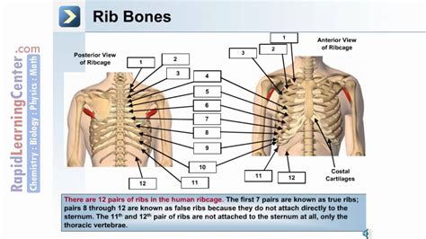 Anatomy Of Chest And Ribs Lymph Nodes Of The Thorax And Abdomen