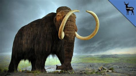 Wooly Mammoths Might Be Coming Back To Life Youtube