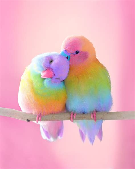 Animals In Rainbow Colors Fubiz Media