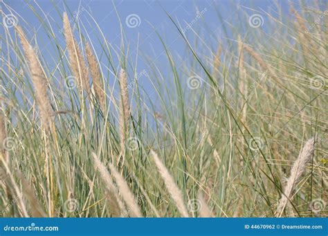 Marram Grass At The Seaside Stock Photo Image Of Blue Marram 44670962