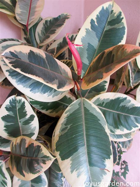 Rubber Plant Growing Tips For This Easy Care Indoor Tree