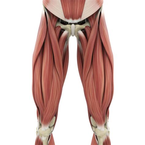 Quadriceps Muscle Stock Photos Pictures And Royalty Free Images Istock