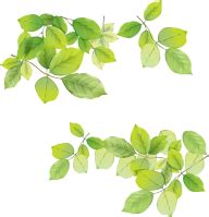 Green Leaves PNG Images Download | Green Leaves pictures Download | Green Leaves PNG & Vector ...