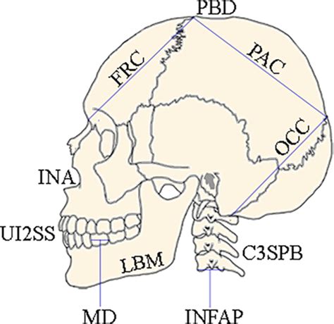 Ancestry Estimation In Forensic Anthropology A Review Dunn 2020