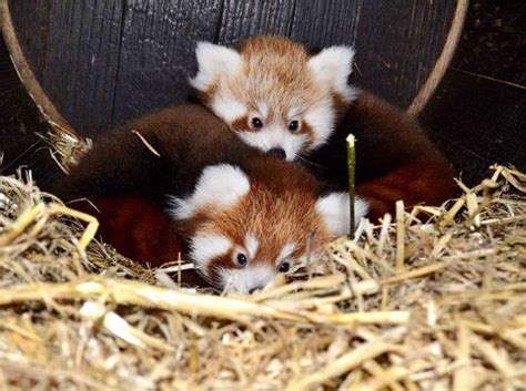 Red Panda Cubs Go To The Doctor For A Check Up Zooborns