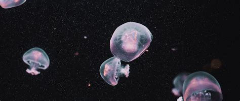 Download Wallpaper 2560x1080 Jellyfish Underwater World Dark