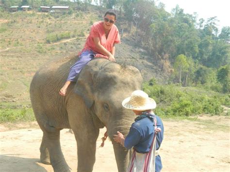 pin auf elephants and sexy women 6 elefanten fun travel