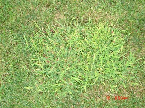 Kbg Seedling Crabgrass And Drive75 Pictures Lawnsite