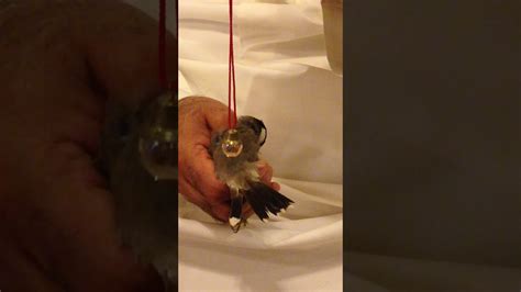 الكريستالة الامريكية العجيبة لمعرفة جنس الطيور Birds Sexing Crystal