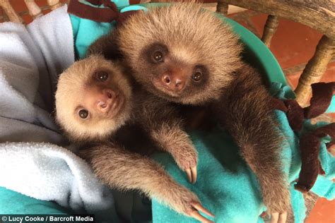 Cute Baby Sloths Learn To Climb