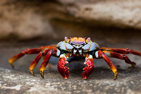 A Colorful Crab Scavenges For Food By Stocksy Contributor Mark