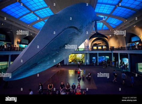 Blue Whale Display In The Hall Of Ocean Life In The American Museum Of