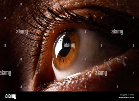 Brown Female Eye Macro Human Eye Closeup Stock Photo Alamy