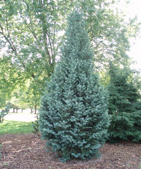 Columnar Conifers For The Midwest Finegardening