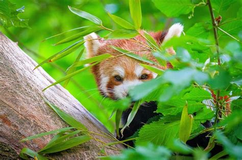 Premium Photo Red Panda In Forest Red Panda Lying On The Tree With