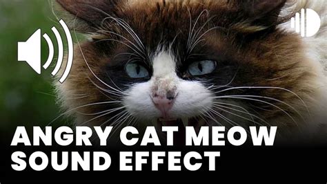 Angry Cat Meow Sound Effect Sound Effect Mp3 Download