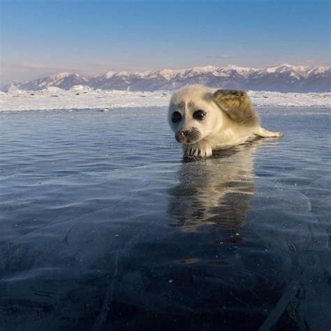 Baikal Seal Puppy Waves Goodbye In Russia Cute Animals Animals
