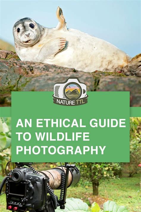 An Ethical Guide To Wildlife Photography Wildlife Photography