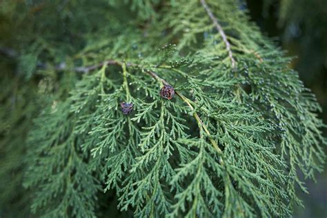 12 Cedar Tree Species For Your Yard