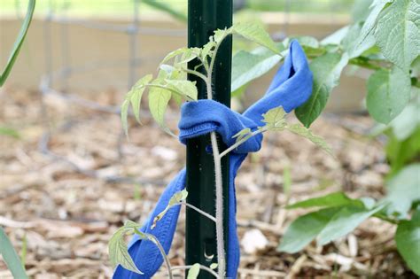 Best Way To Tie Up Tomato Plants Morgans Farmhouse