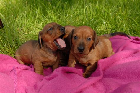 Here are the most adorable and cute dachshund puppies videos. Perfect Miniature Dachshund Puppies | Newent ...