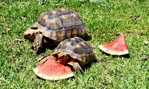 In fact, they are much more like tortoises than other turtles. What Do Box Turtles Eat? Complete Diet & Feeding Guide ...