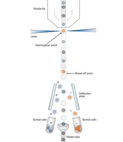 Flow Cytometer The Biotech Notes