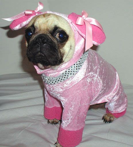 I Dont Even Know What This Is But I Like It Pugs Funny Pugs