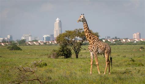 Nairobi National Park Introductory Safari Game Drive Kated