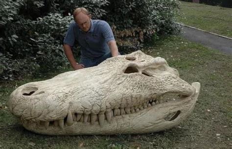 The Largest Crocodile Ever Existed The Late Miocene Period Lasted From Ma Million