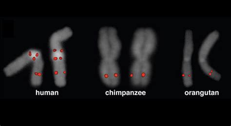 Genetic Makeup Of Humans And Chimps Mugeek Vidalondon