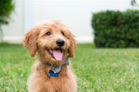 Want to know the best food for goldendoodles with allergies? 14 Best Dog Foods for Goldendoodles in 2020 | Canine Weekly