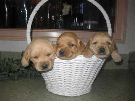 Последние твиты от mini labradoodles (@minilabradoodle). F1 mini Labradoodle puppies for Sale in London, Ohio ...