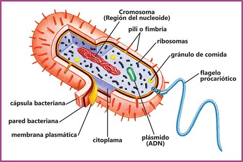 Biotube2 Las Bacterias Procariotas