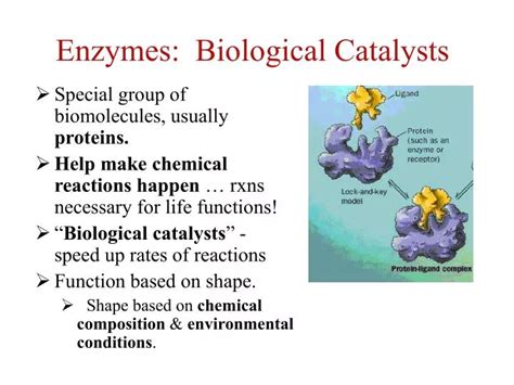 PPT Enzymes Biological Catalysts PowerPoint Presentation Free