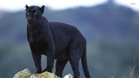 Panther Full Hd Wallpaper And Hintergrund 1920x1080 Id512016