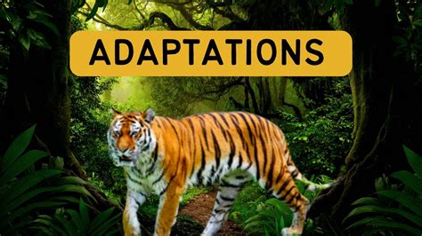 What Are Adaptations Physical Adaptations And Behavioural Adaptations