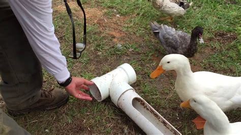They like to eat many kinds of insect adults, larvae and pupae, and will most certainly reduce your local. DIY - Build A Better Backyard Duck Feeder - YouTube