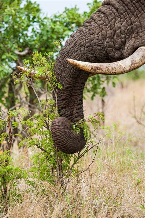 African Elephant Bull With Big Tusks Eating Alongside The Road In The