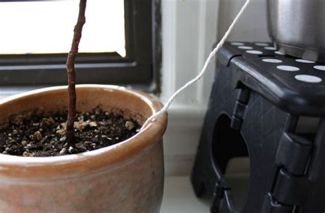 Diy Self Watering System For Houseplants Scissors And Sage Self