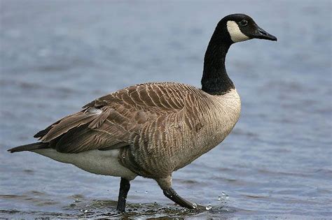 Man Arrested For Deliberately Killing Canada Goose