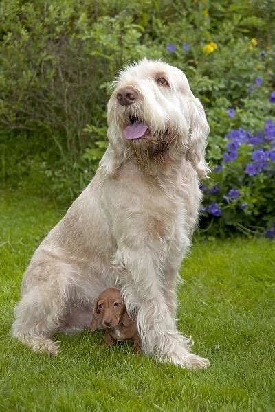 Dog Spinone Sitting With Miniature Short Haired Dachshund