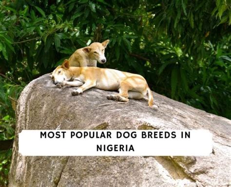 5 Most Popular Dog Breeds In Nigeria 2023 We Love Doodles