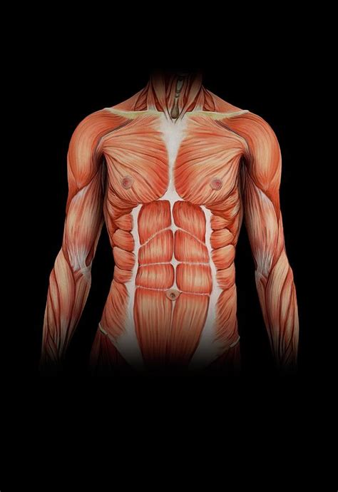 Snapshot Of Muscles In Torso Human Anatomy For The Artist August My
