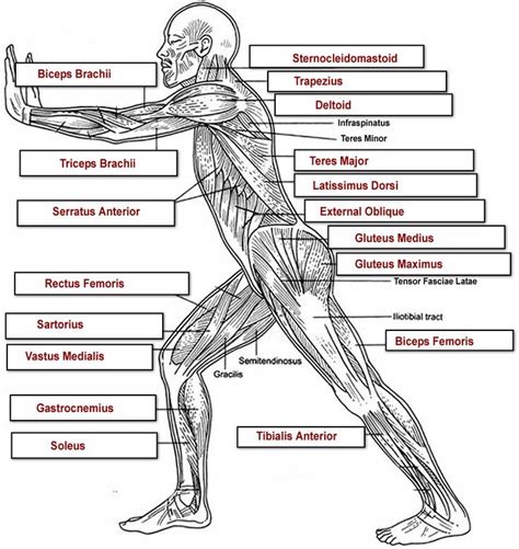 This diagram depicts muscle of the body diagrams 7441054 with parts and labels. http://www.biologycorner.com/anatomy/muscles/muscles_labeling/muscles_overall_label_key.jpg ...