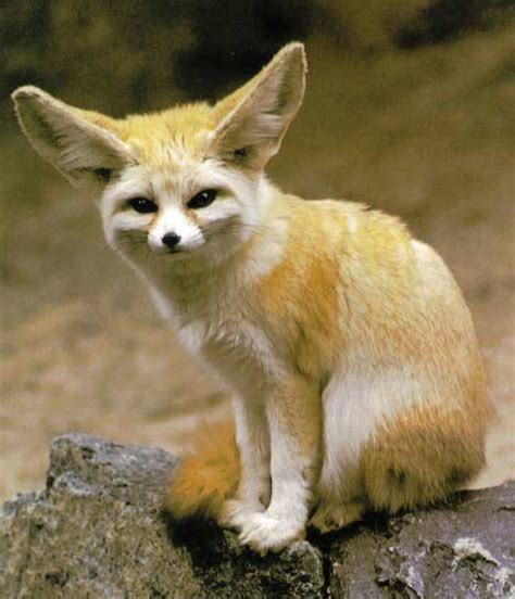 Fennec Fox Wildlife The Wildlife