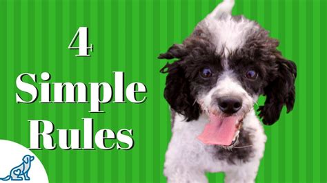 How long does potty training a puppy take? Potty Training A Puppy- 4 Simple Rules To Success - YouTube