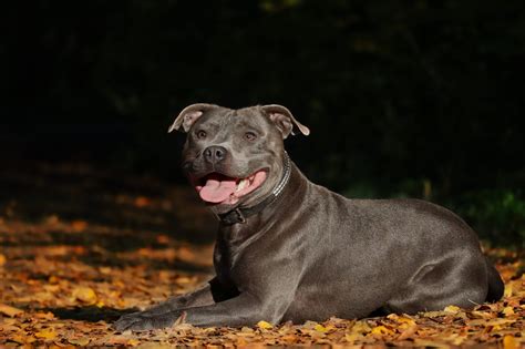 Staffordshire Bull Terrier Dog Breed Information Pictures