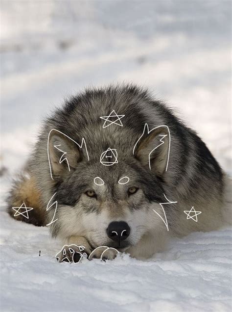 wolf therian pfp 🐺🐺 | Lobos